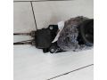 kulisa-mkpp-renault-sandero-i-art-77751-small-1