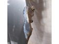 krylo-perednee-pravoe-citroen-c5-i-restailing-art-82112-small-2