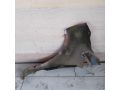 krylo-perednee-pravoe-chery-kimo-a1-art-109102-small-3