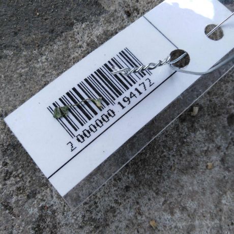 remen-bezopasnosti-perednii-pravyi-renault-sandero-art-28785-big-1