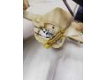datcik-urovnia-topliva-bmw-e46-kupe-do-rest-art-60350-small-4